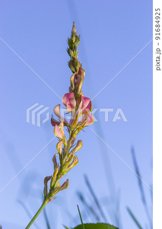 Flowers pink sainfoin. Meadow flowers. Onobrychis viciifolia. Selective focus Flowers pink sainfoin. Meadow flowers. Onobrychis viciifolia. Selective focus 91684925