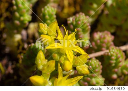 Sedum acre, commonly known as the goldmoss stonecrop, mossy stonecrop, goldmoss sedum, biting stonecrop and wallpepper, is a perennial flowering plant Sedum acre, commonly known as the goldmoss stonecrop, mossy stonecrop, goldmoss sedum, biting stonecrop and wallpepper, is a perennial flowering plant 91684930