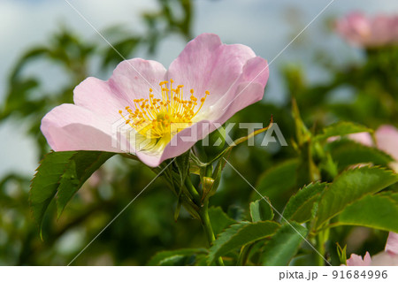 Dog rose Rosa canina light pink flowers in bloom on branches, beautiful wild flowering shrub, green leaves 91684996