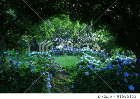 あじさい7225 あじさい7225 91686155