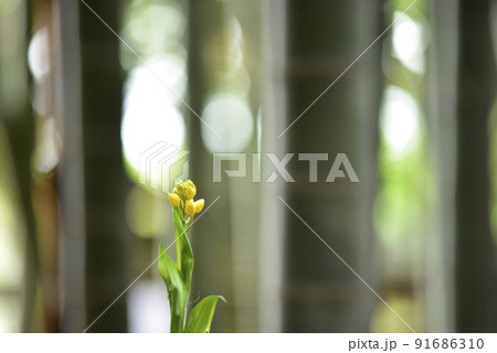 キンランが竹林の中で佇む姿 91686310