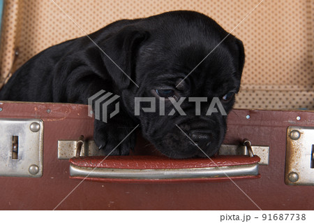 Black American Staffordshire Terrier dog or AmStaff puppy in a retro suitcase on blue background Black American Staffordshire Terrier dog or AmStaff puppy in a retro suitcase on blue background 91687738