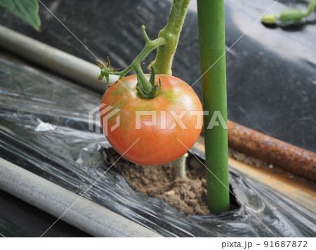 家庭菜園 家庭菜園 91687872