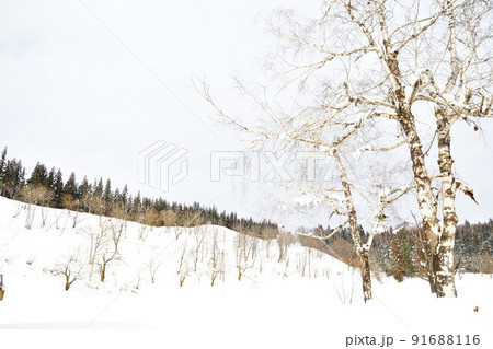 雪原イメージ（新潟県） 91688116
