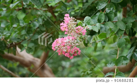 夏の花 森の道 自然 91688281