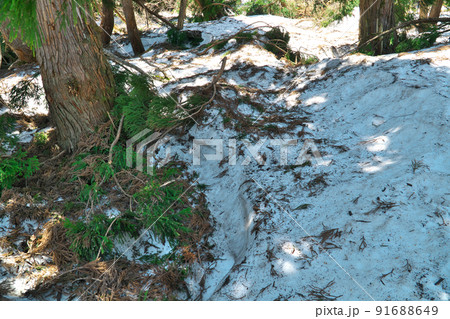 氷ノ山のスギの根回り穴と残雪 兵庫県養父市 氷ノ山のスギの根回り穴と残雪 兵庫県養父市 91688649