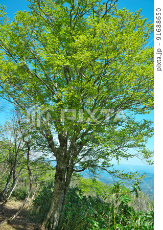 氷ノ山のブナの新緑と青空　兵庫県養父市 91688650