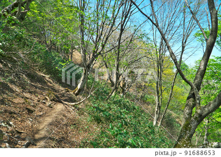 氷ノ山 新緑の登山道 兵庫県養父市 氷ノ山 新緑の登山道 兵庫県養父市 91688653