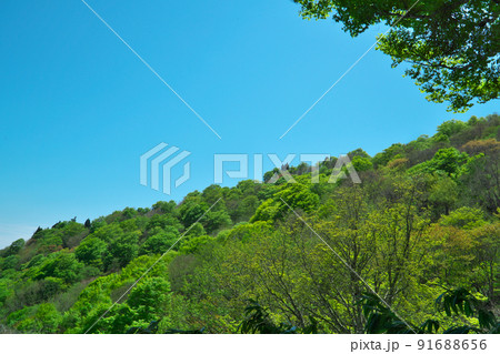 若葉の氷ノ山の斜面と青空　兵庫県養父市 91688656