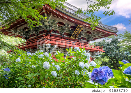 紫陽花と仁王門 紫陽花と仁王門 91688750