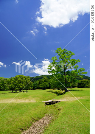 梅雨明けの日・爽やかな奈良公園・飛火野・ナンキンハゼ 91689556