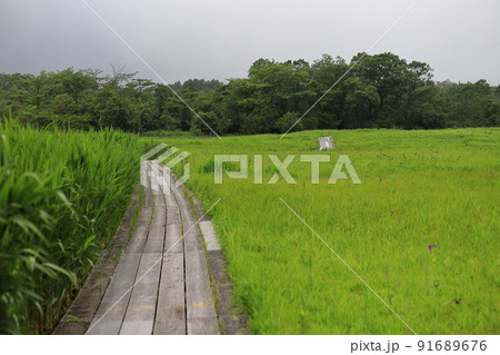 霧の中の箱根湿生花園の遊歩道 霧の中の箱根湿生花園の遊歩道 91689676