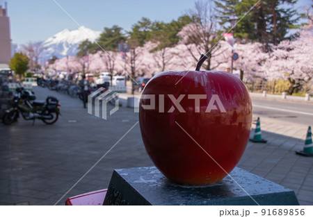 岩木山、満開の桜、りんご　青森県弘前市 91689856