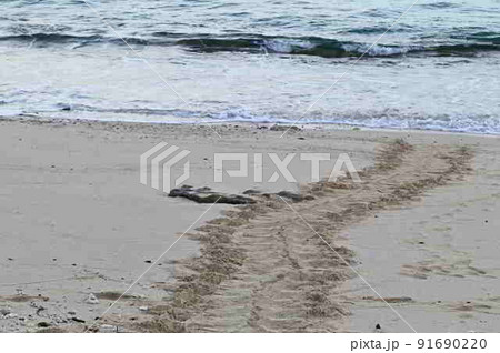 アオウミガメ上陸跡(奄美大島名瀬大浜) アオウミガメ上陸跡(奄美大島名瀬大浜) 91690220