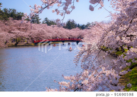 満開の弘前公園西濠の桜　青森県弘前市弘前公園 91690598