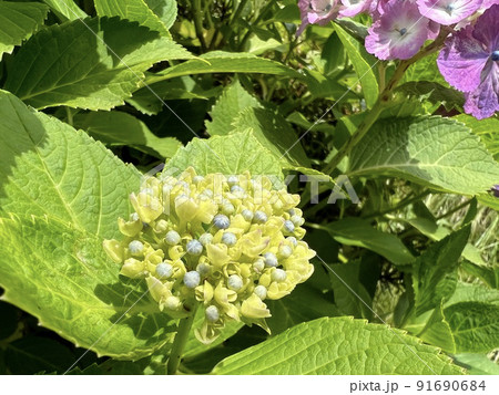 アジサイ(赤紫色)/The hydrangea アジサイ(赤紫色)/The hydrangea 91690684