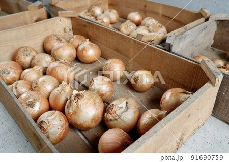 木箱にたくさんの玉ねぎが入っている 91690759