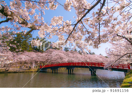 弘前公園西濠 春陽橋と満開の桜 青森県弘前市弘前公園 弘前公園西濠 春陽橋と満開の桜 青森県弘前市弘前公園 91691156