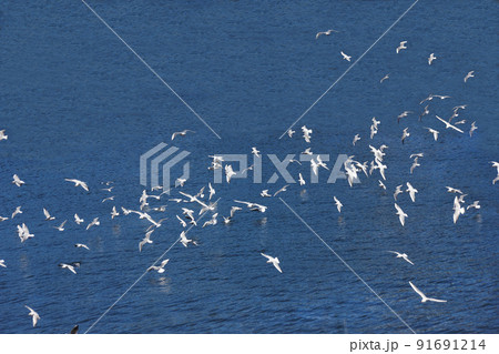何に驚いたのか白い翼をばたつかせカモメが一斉に飛び立った、川面に映るその姿も 91691214