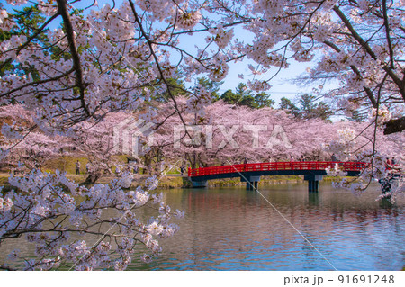 弘前公園　春陽橋と満開の桜　青森県弘前市弘前公園 91691248