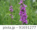 ミソハギの花のアップ 91691277