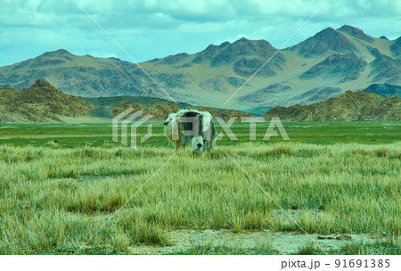 Natural landscape of grazing yak , Mongolia. Natural landscape of grazing yak , Mongolia. 91691385
