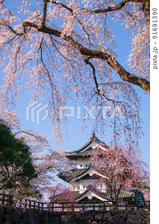 桜満開の弘前城 青森県弘前市弘前公園 桜満開の弘前城 青森県弘前市弘前公園 91691390