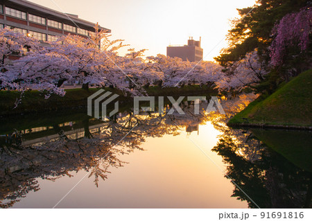 夕暮れの弘前公園外濠 青森県弘前市 夕暮れの弘前公園外濠 青森県弘前市 91691816