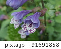 ラショウモンカズラの花のアップ 91691858