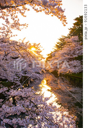 夕暮れの弘前公園外濠と満開の桜 青森県弘前市 夕暮れの弘前公園外濠と満開の桜 青森県弘前市 91692133