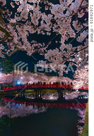 夜桜リフレクション 弘前公園西濠春陽橋 青森県弘前市 夜桜リフレクション 弘前公園西濠春陽橋 青森県弘前市 91692971