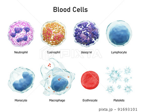 Blood cells series . Neutrophils Eosinophils Basophils Lymphocytes Monocytes Macrophages Erythrocytes and Platelets . Transparent material design . Isolated white background . 3D render . Blood cells series . Neutrophils Eosinophils Basophils Lymphocytes Monocytes Macrophages Erythrocytes and Platelets . Transparent material design . Isolated white background . 3D render . 91693101