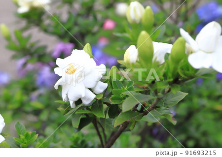 鮮やかな八重のクチナシの花とつぼみ 91693215