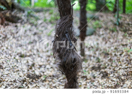 小石川後楽園　2022年　夏の風景2 91693384