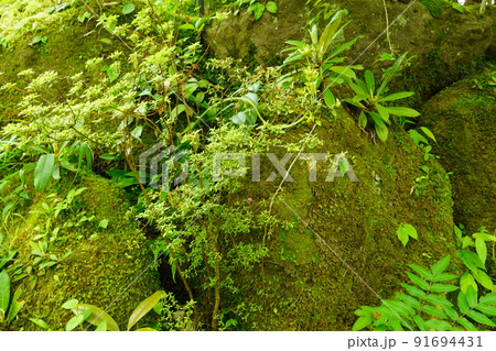 箱根湿生花園 初夏の風景 箱根湿生花園 初夏の風景 91694431