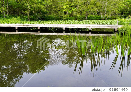 箱根湿生花園　初夏の風景 91694440