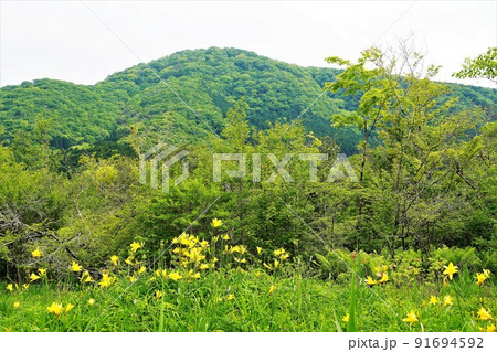 箱根湿生花園 初夏の風景 箱根湿生花園 初夏の風景 91694592