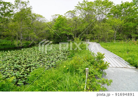 箱根湿生花園 初夏の風景 箱根湿生花園 初夏の風景 91694891