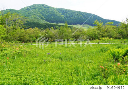 箱根湿生花園　初夏の風景 91694952