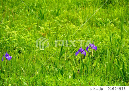 箱根湿生花園　初夏の風景 91694953
