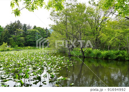 箱根湿生花園 初夏の風景 箱根湿生花園 初夏の風景 91694992