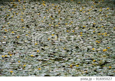 箱根湿生花園 初夏の風景 箱根湿生花園 初夏の風景 91695027