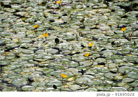 箱根湿生花園 初夏の風景 箱根湿生花園 初夏の風景 91695028
