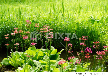 箱根湿生花園 初夏の風景 箱根湿生花園 初夏の風景 91695032