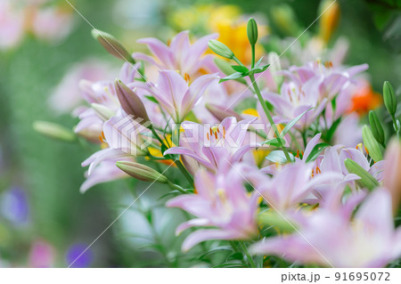 大阪府立花の文化園で咲くユリの花々 91695072