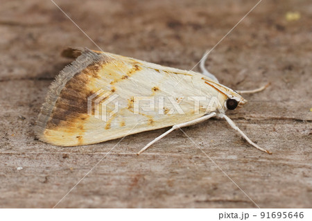 Closep on a small colorfull moth,Evergestis extimalis sitting on wood 91695646