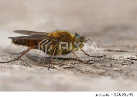 Detailed selective focus closeup on a hairy brown Common macro stiletto fly, Thereva nobilitata 91695649