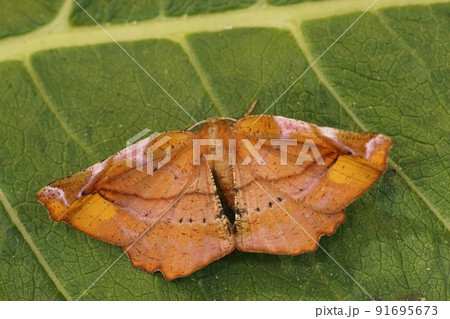 Closeup on the lilac beauty moth, Apeira syringaria sitting on a green leaf Closeup on the lilac beauty moth, Apeira syringaria sitting on a green leaf 91695673