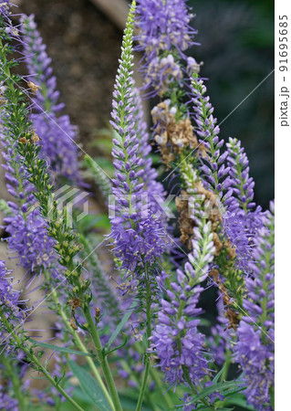 Vertical closeup on the blue flowers of Culver's root, Veronicastrum virginicum in the garden 91695685