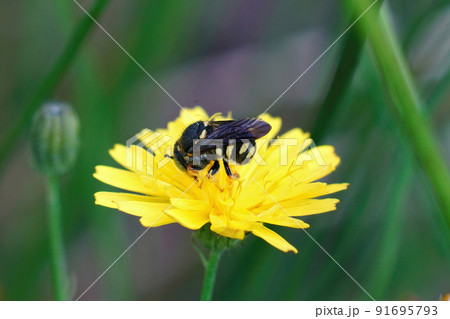 Closeup on a small European rotund resin bee, Anthidiellum strigatum, drinking nectar form a yellow flower Closeup on a small European rotund resin bee, Anthidiellum strigatum, drinking nectar form a yellow flower 91695793